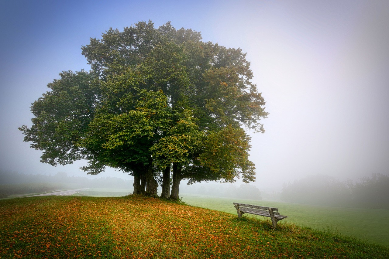 landscape, tree, bench-5591270.jpg